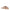 Steve Madden Sandalo Donna ZAIRA