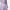 ELISABETTA FRANCHI Gonna Donna GO15661E2