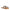 Steve Madden Sandalo Donna ZAIRA